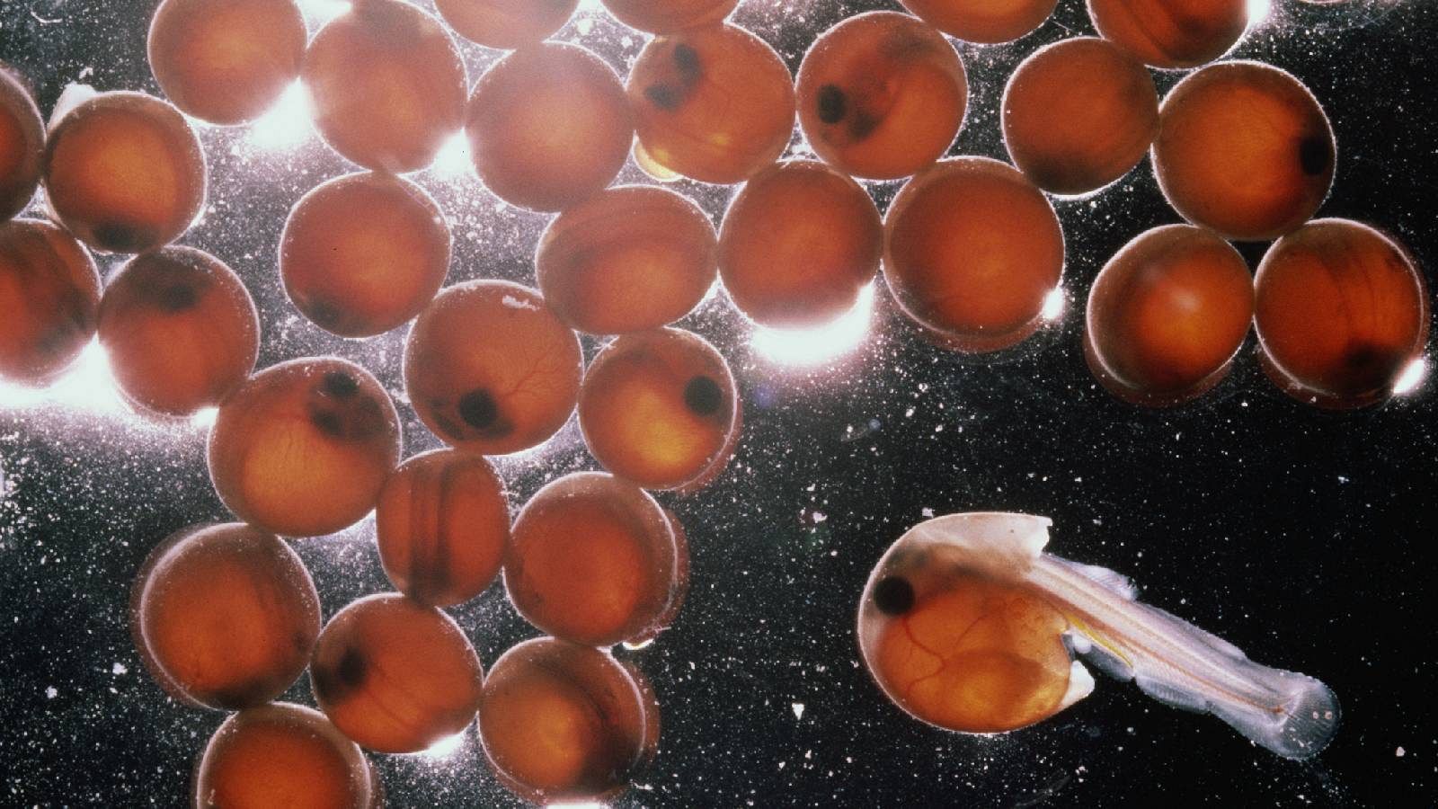 El salmón del Pacifico: así es su estrategia de reducción