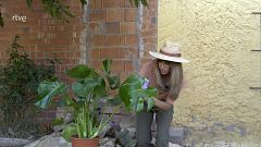 La monstera, una planta gens monstruosa