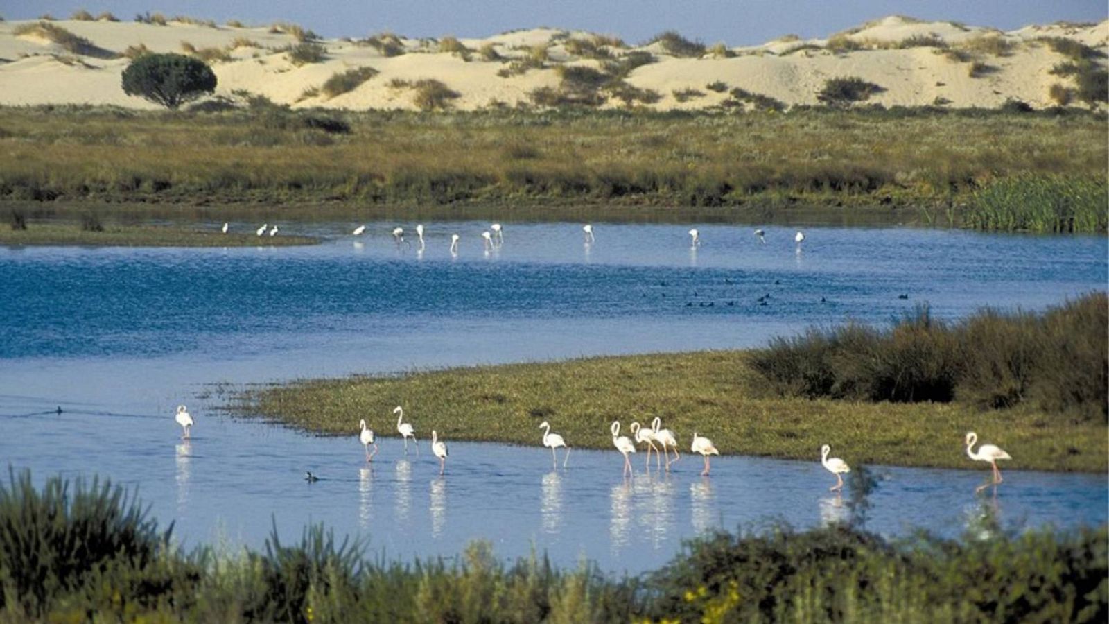 Una de las lagunas del Parque Nacional de Doñana