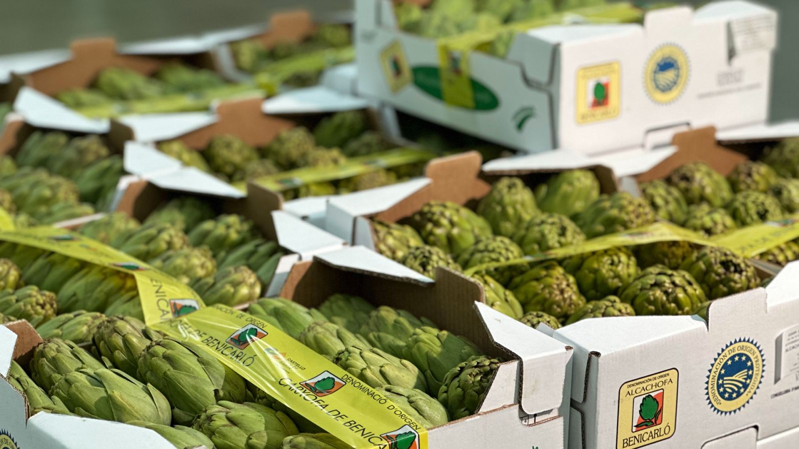 Alcachofa de Benicarló