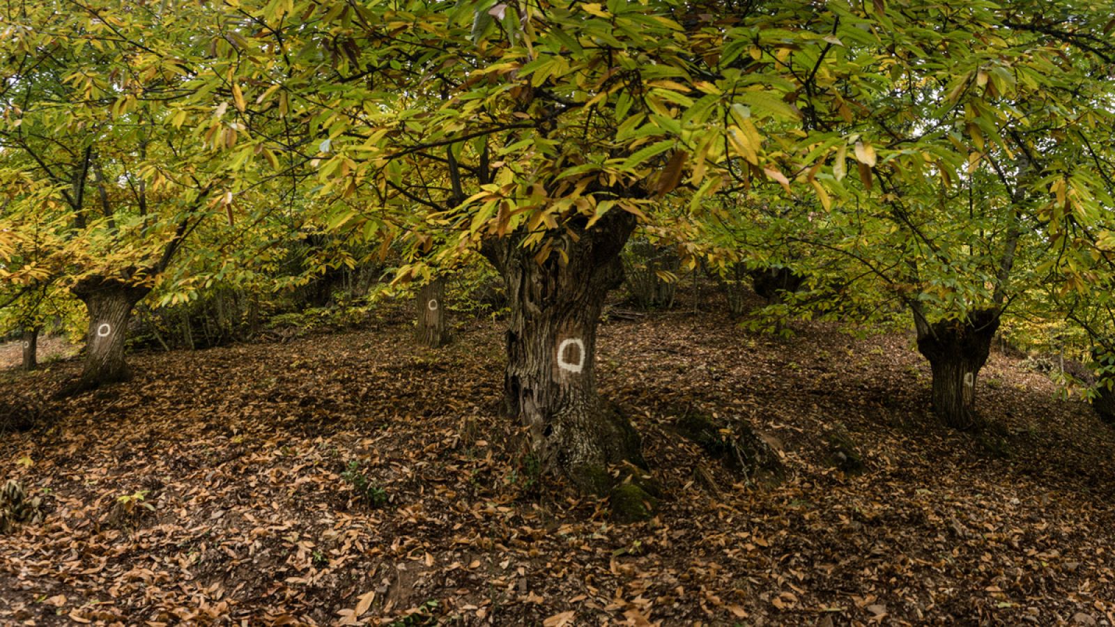Un bosque de castañas