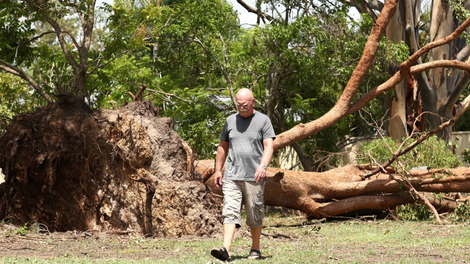 Un hombre camina junto a un gigantesco arbol caído por el temporal