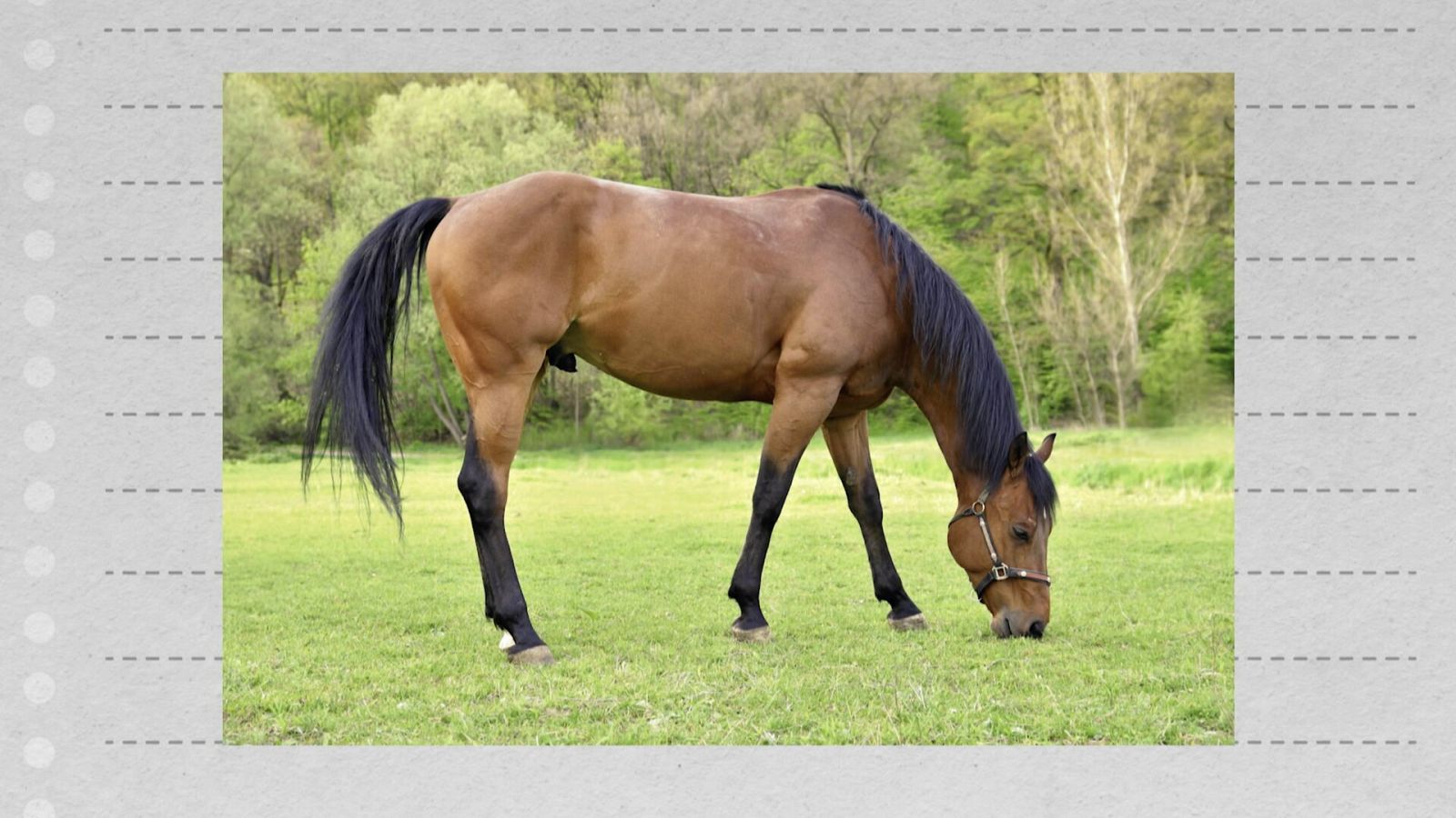 Per què diem euga i cavall?