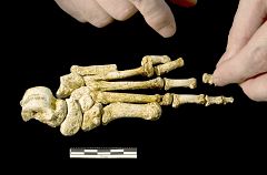 El 'Hombre de Flores', más cerca del mono que del 'hobbit'