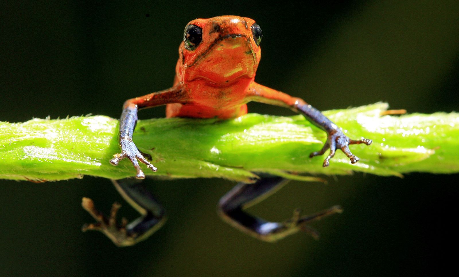File photo of a Blue Jeans Dart Frog at La Selva biological station in Sarapiqui, Costa Rica