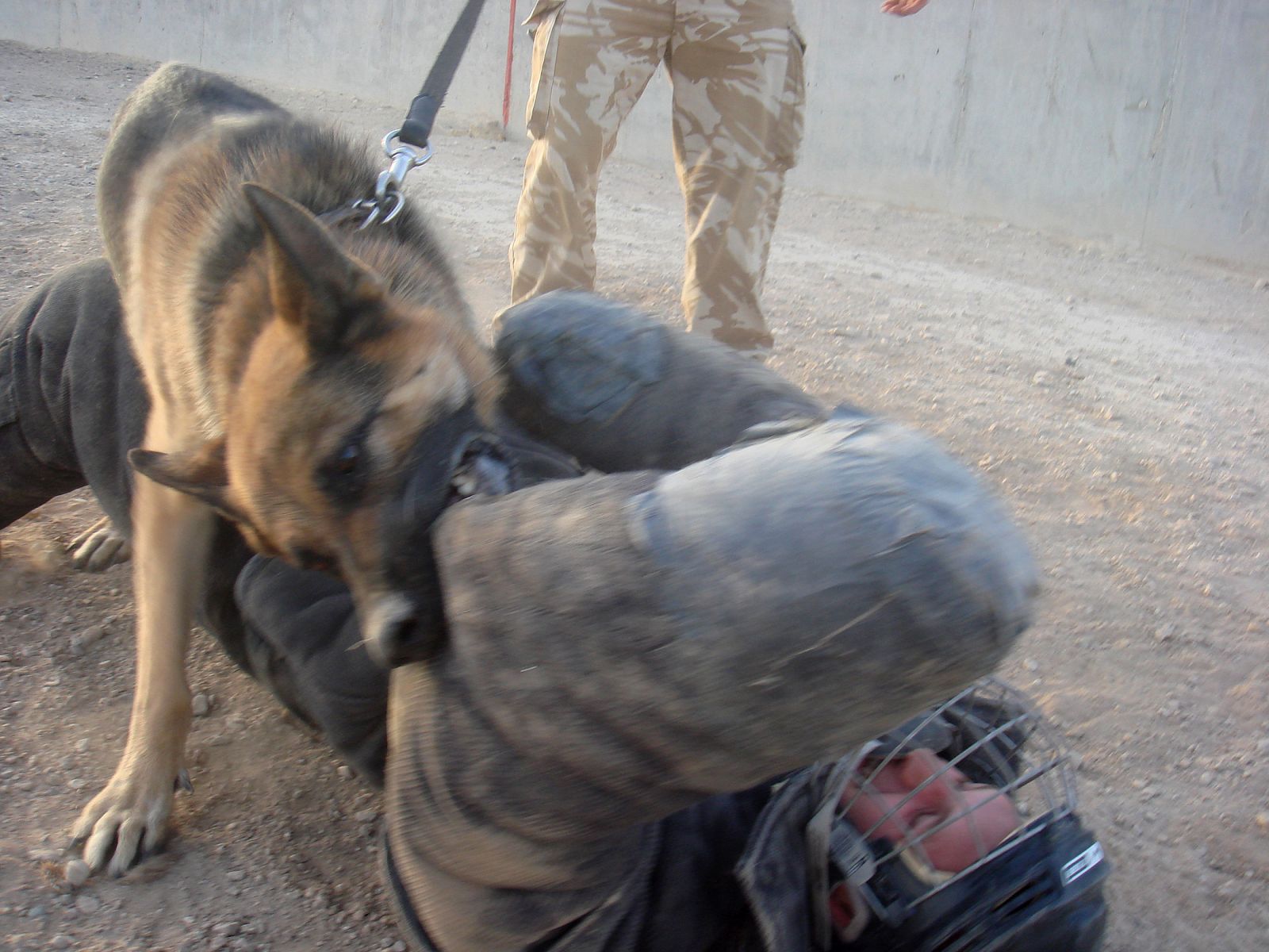 A dog attacks a British soldier in protective clothing as part of an exercise to keep the dog trained to do its duties at Camp Bastion