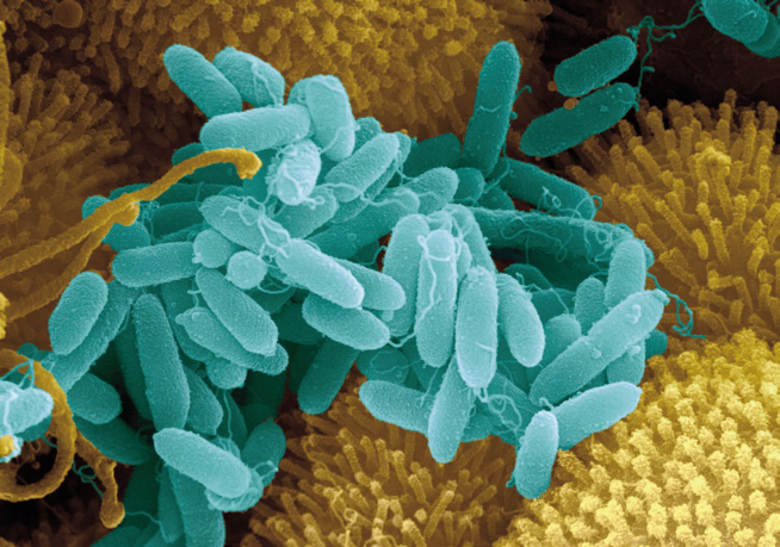 Bacteria de Groenlandia