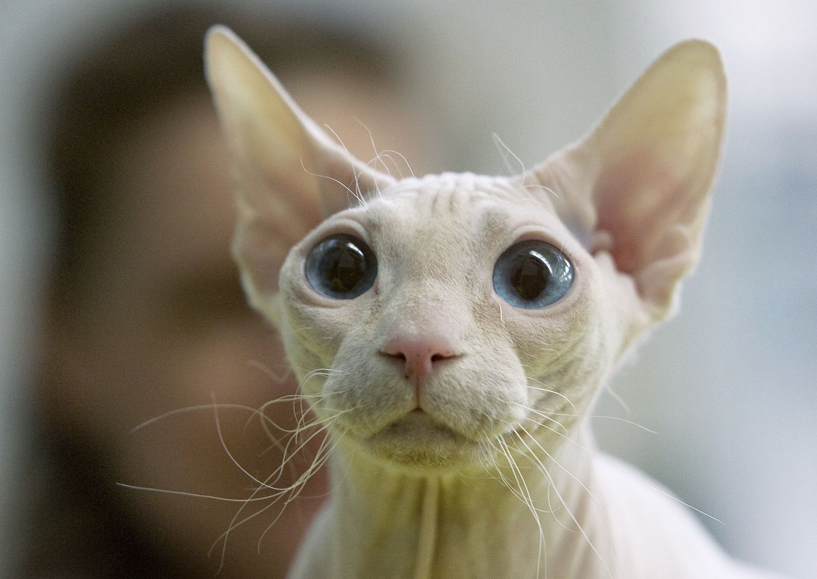A woman holds Sphynx cat during International Cat Show in Minsk