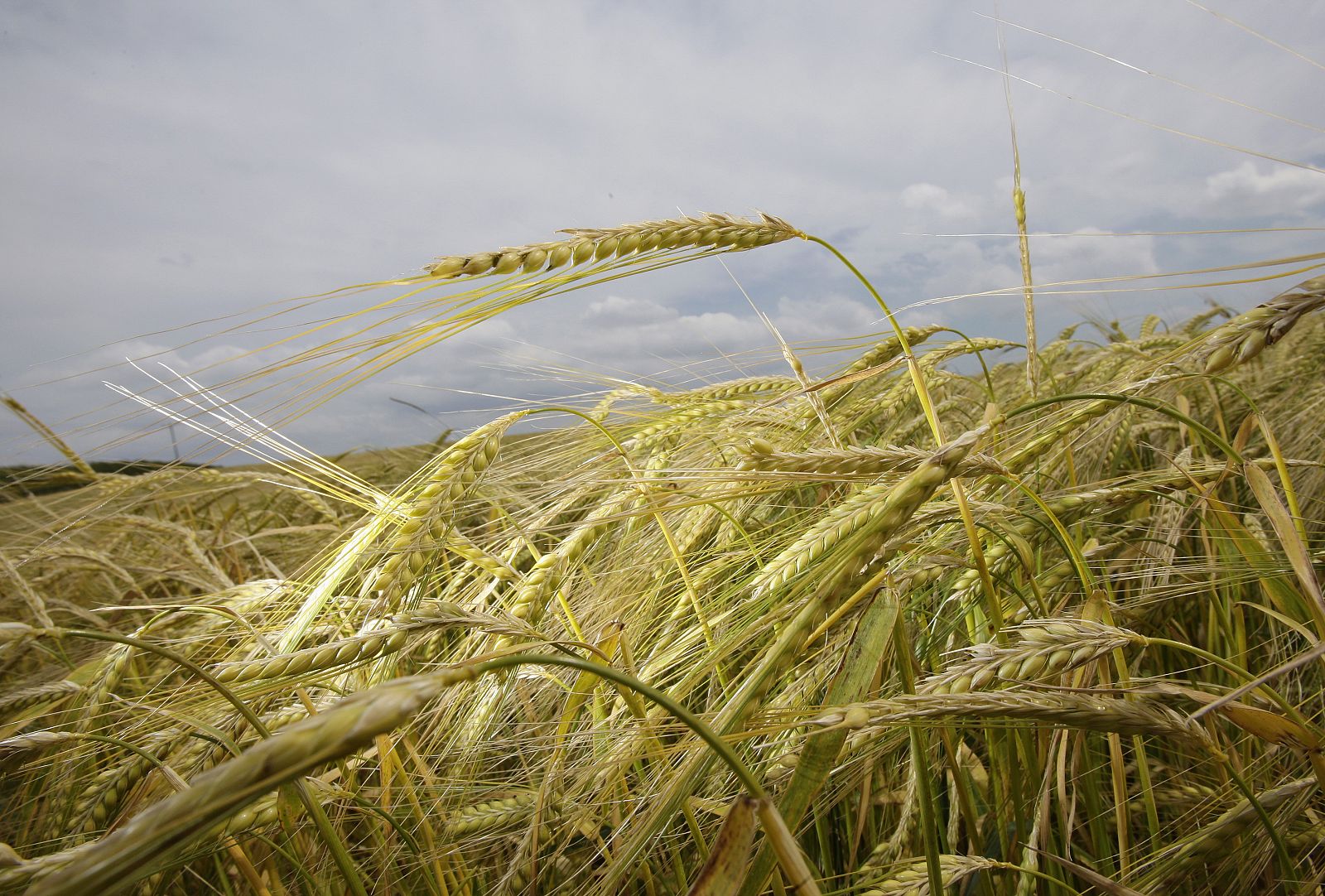 A crop of barley is seen on a farm in Leicestershire