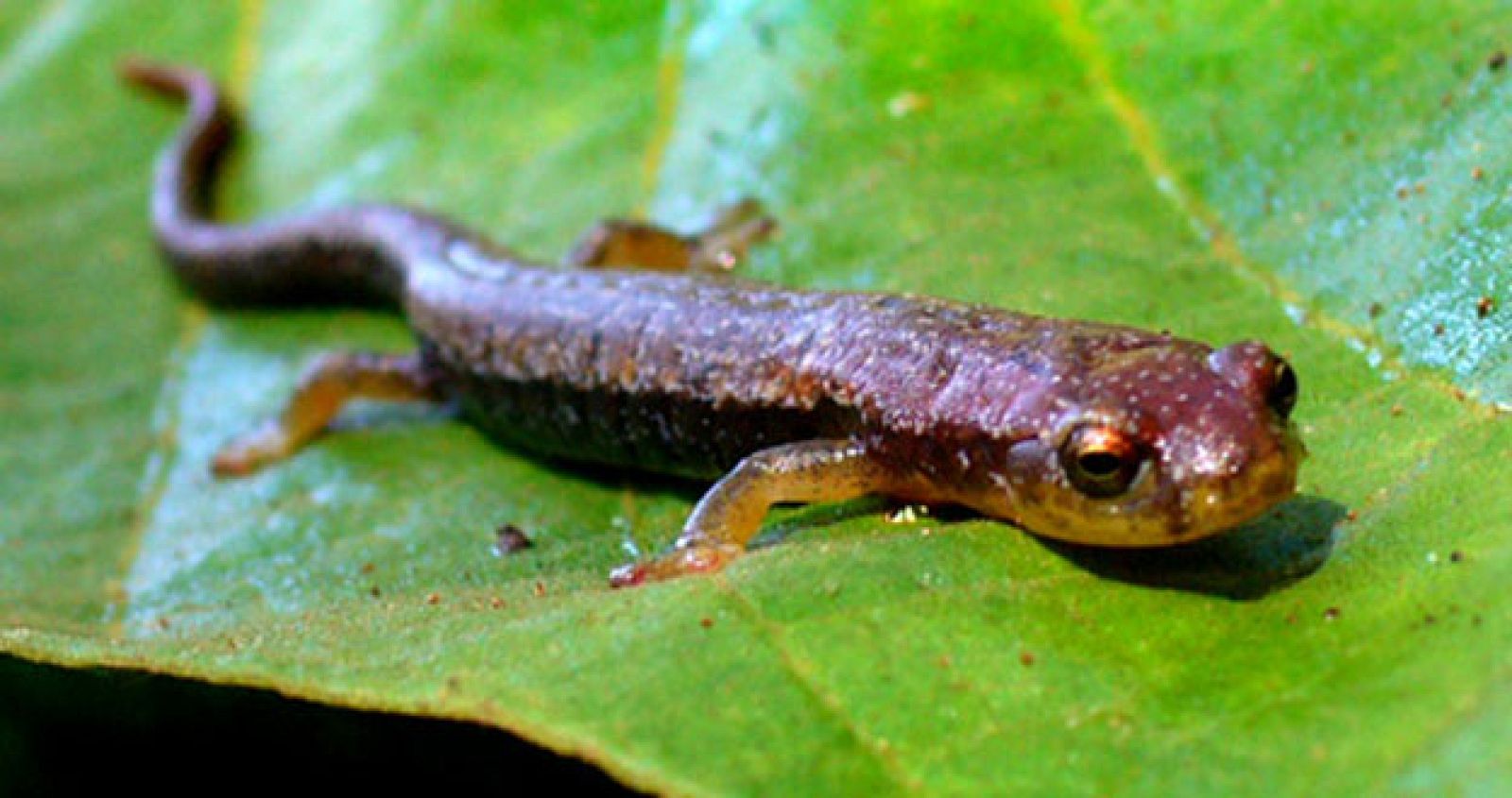 Salamandra