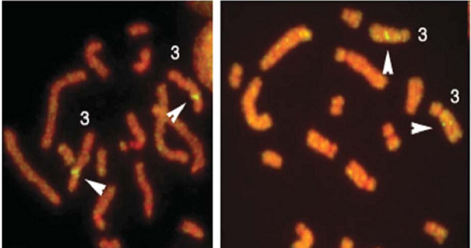 Gusano de la especie mansoni