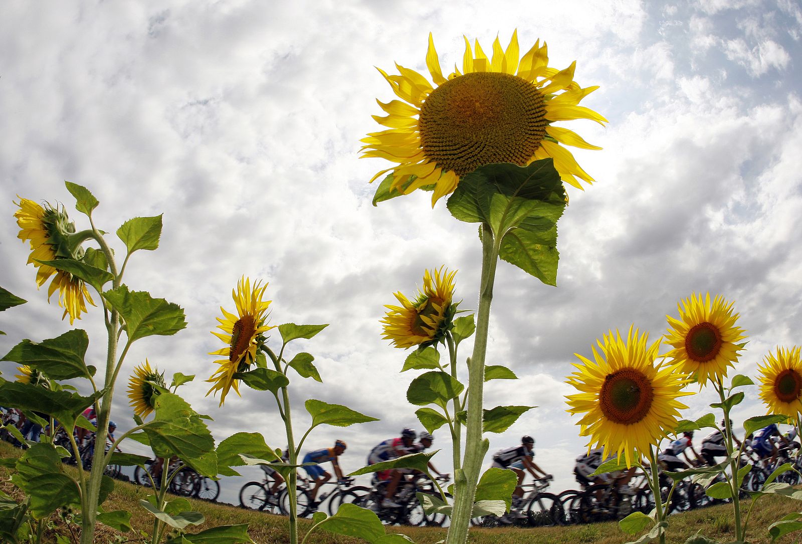 The pack of riders cycles past sunflowers during the tenth stage of the 96th Tour de France cycling race between Limoges and Issoudun