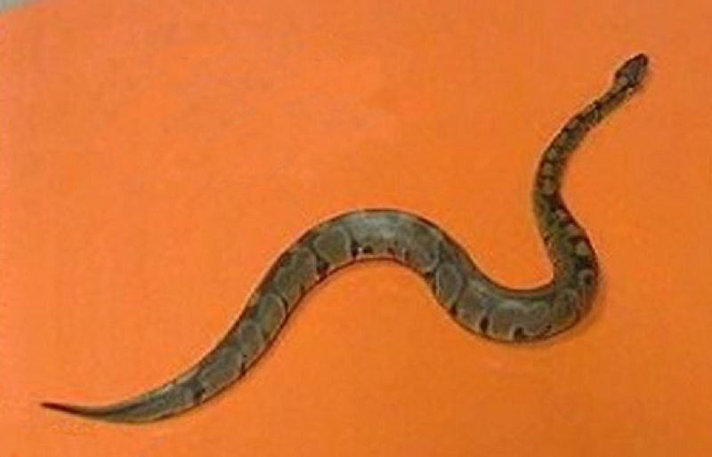 Pánico por una pitón