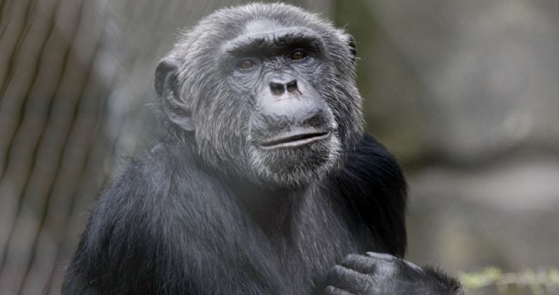 Los chimpancés prestan más atención a las caras que a otros objetos, según un estudio