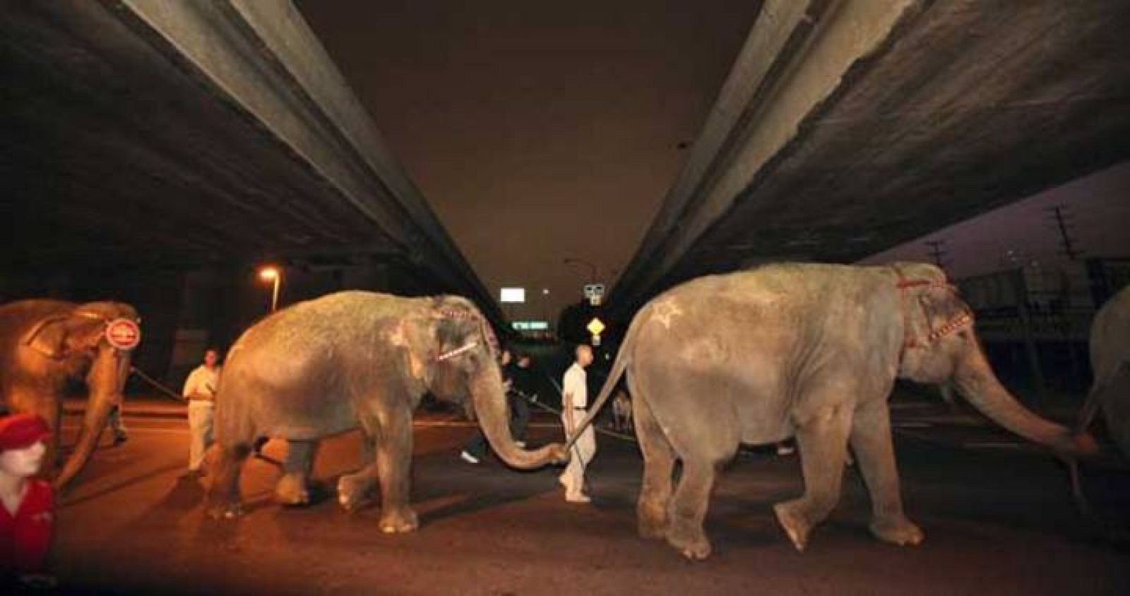 Elefantes de un circo