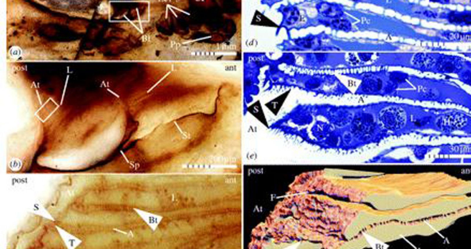Arañas en tres dimensiones