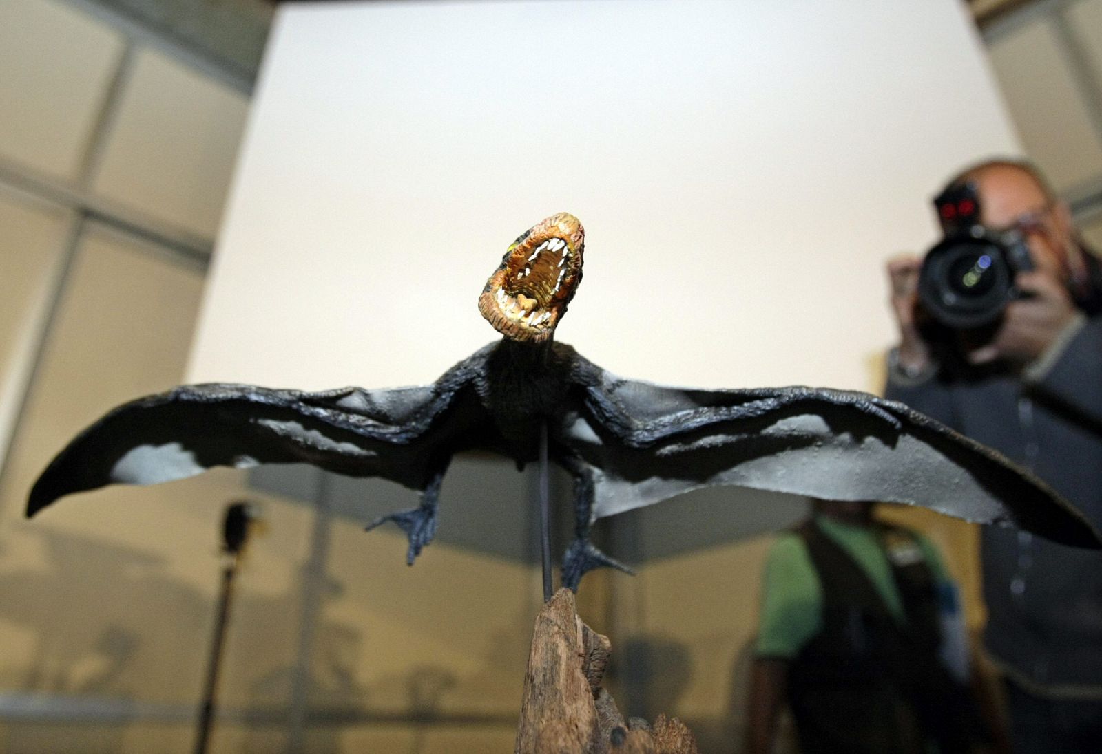 Fósil del "Jeholopterus ningchengensis" presentado en Brasil