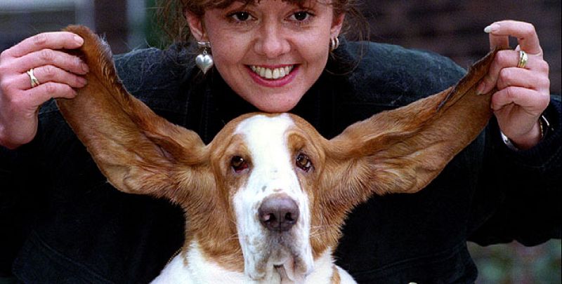 El perro, un animal listo: puede "contar" hasta cinco, entenderte y, también...engañarte