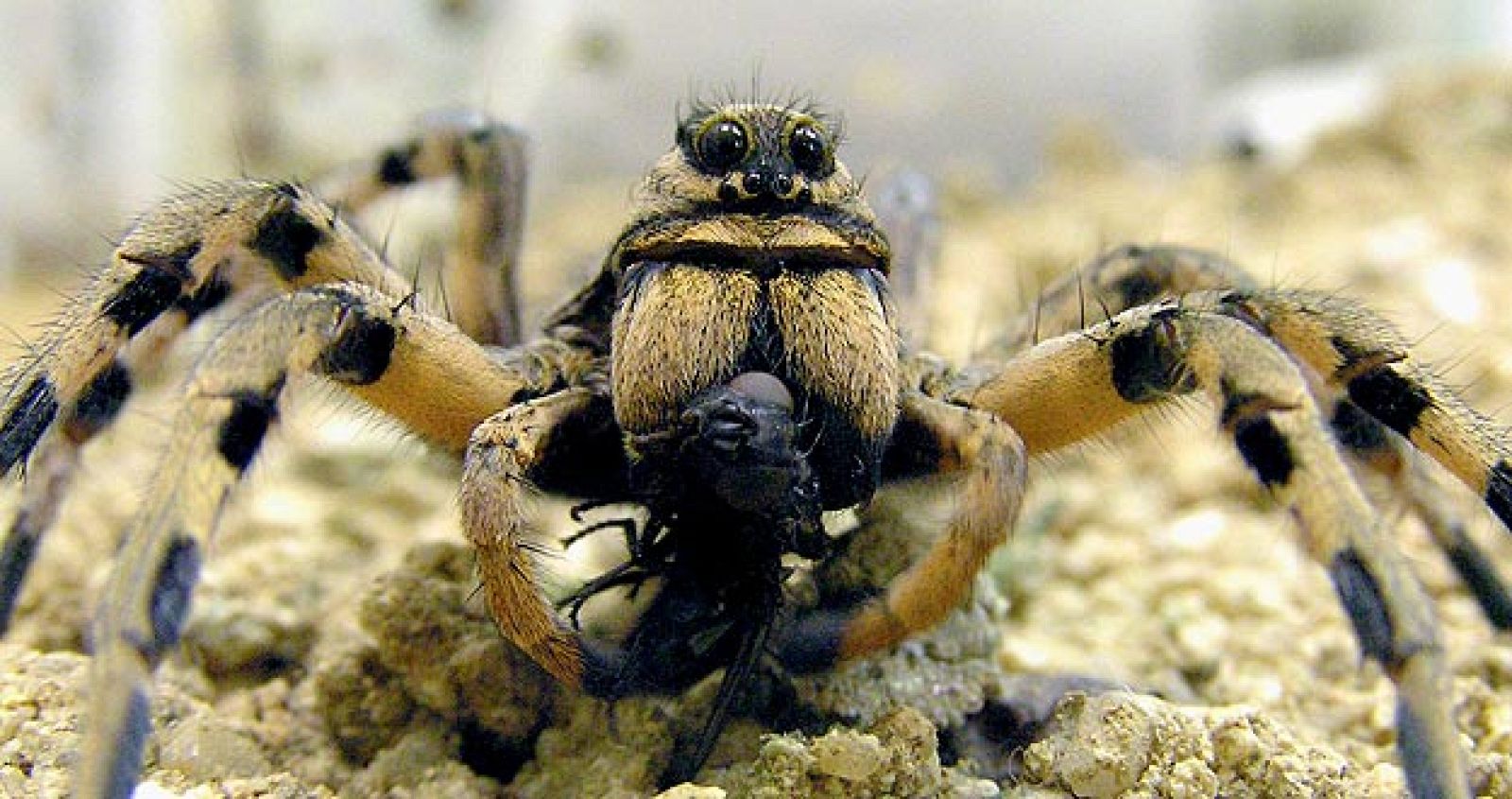 Tarántula mediterránea