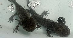 El ajolote o salamandra mexicana, en peligro de extinción en estado salvaje