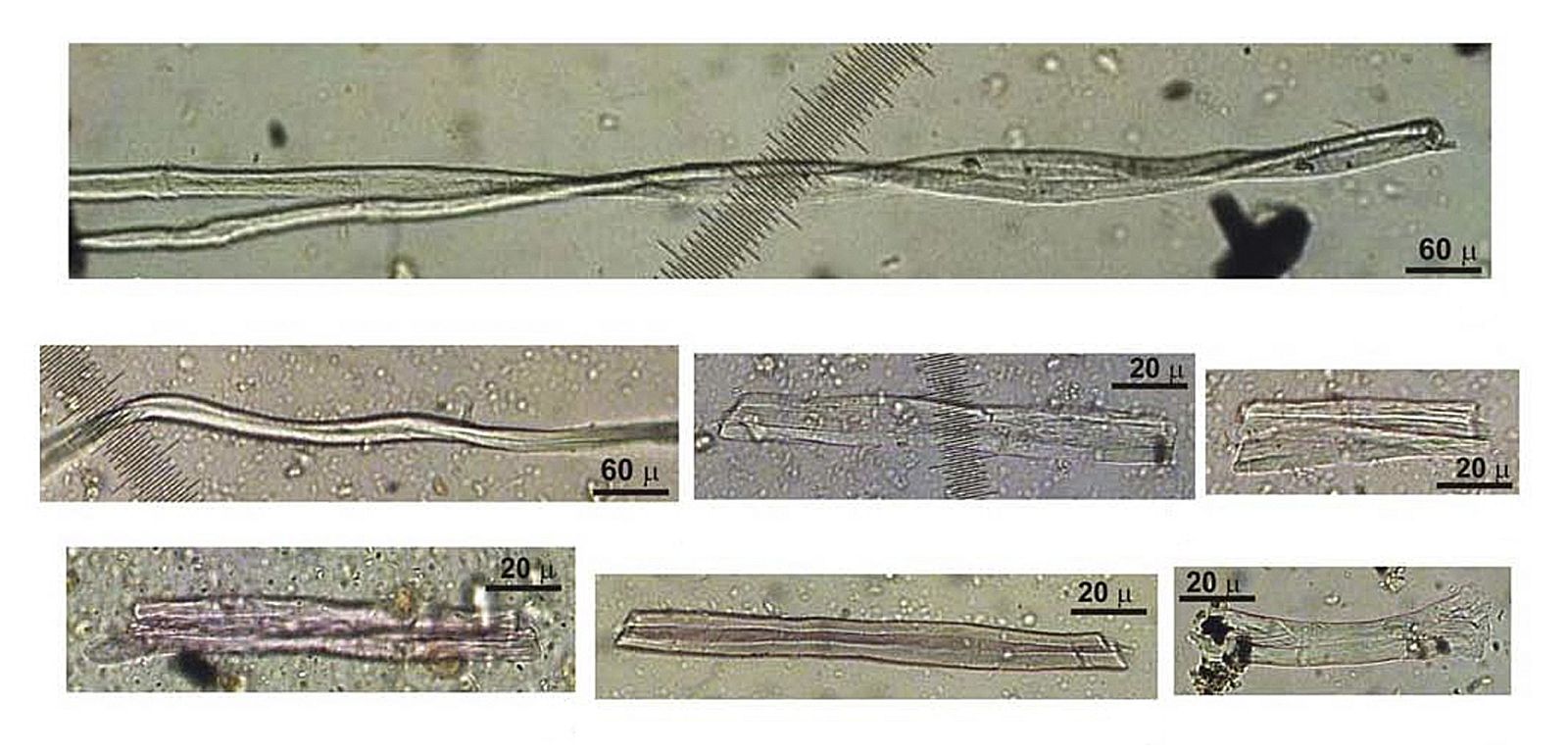 LOS HOMBRES COSÍAMOS YA CON FIBRAS DE LINO HACE 34.000 AÑOS