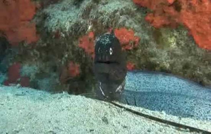 Hallan una decena de especies desconocidas hasta ahora en Canarias