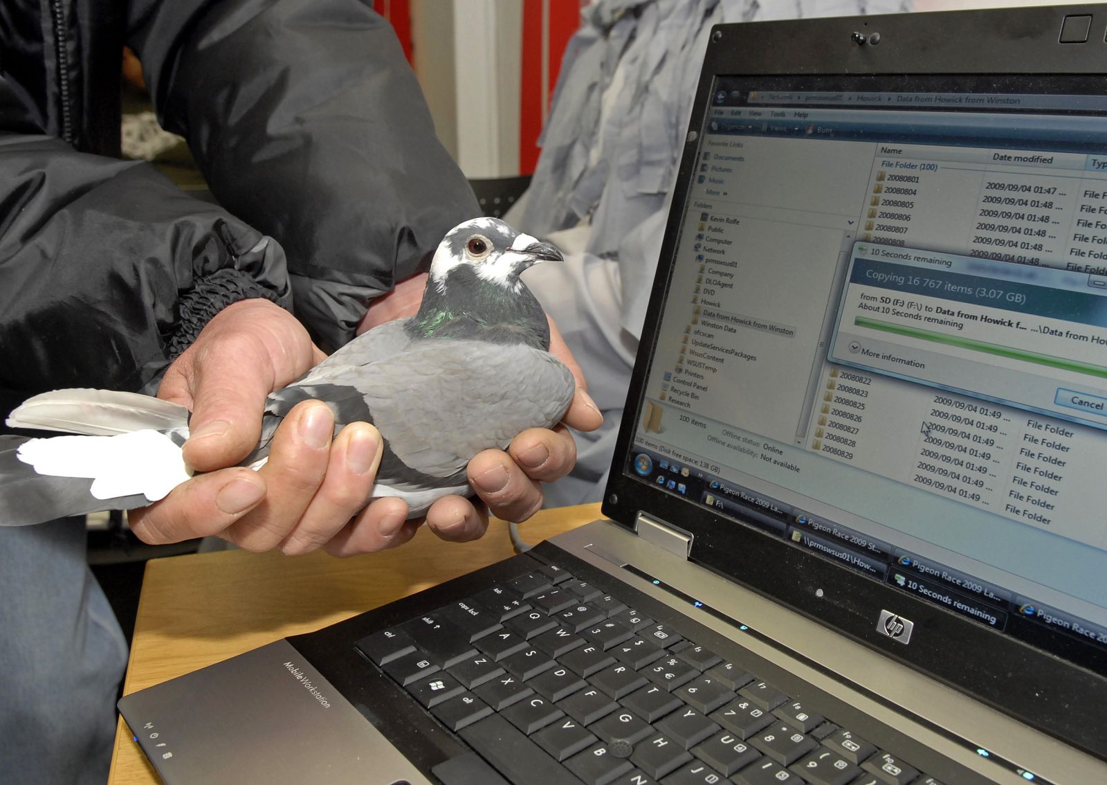 Winston, an 11-month-old carrier pigeon, is held in front of a laptop computer which is downloading data from a memory card carried by the pigeon, in Durban