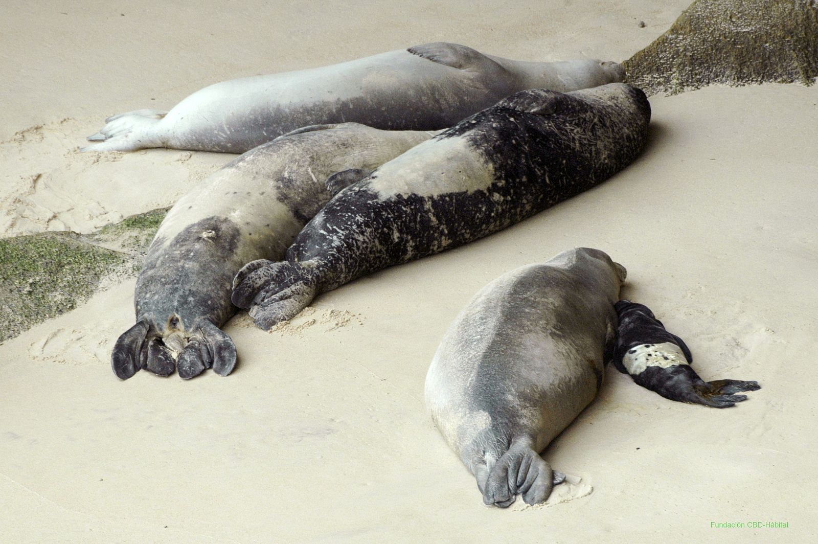 UNA FOCA MONJE NACE EN UNA PLAYA POR PRIMERA VEZ DESDE EL SIGLO XV