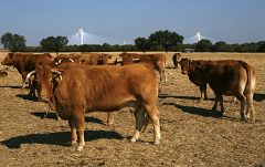 Bruselas confirma que dará 280 millones de euros en ayudas para los productores de leche