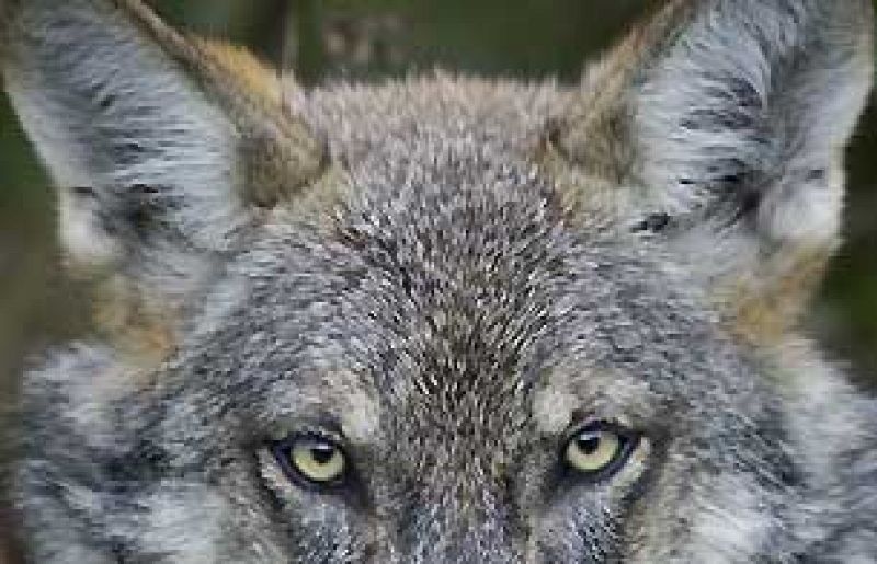 El lobo ibérico prefiere presas salvajes a las ovejas