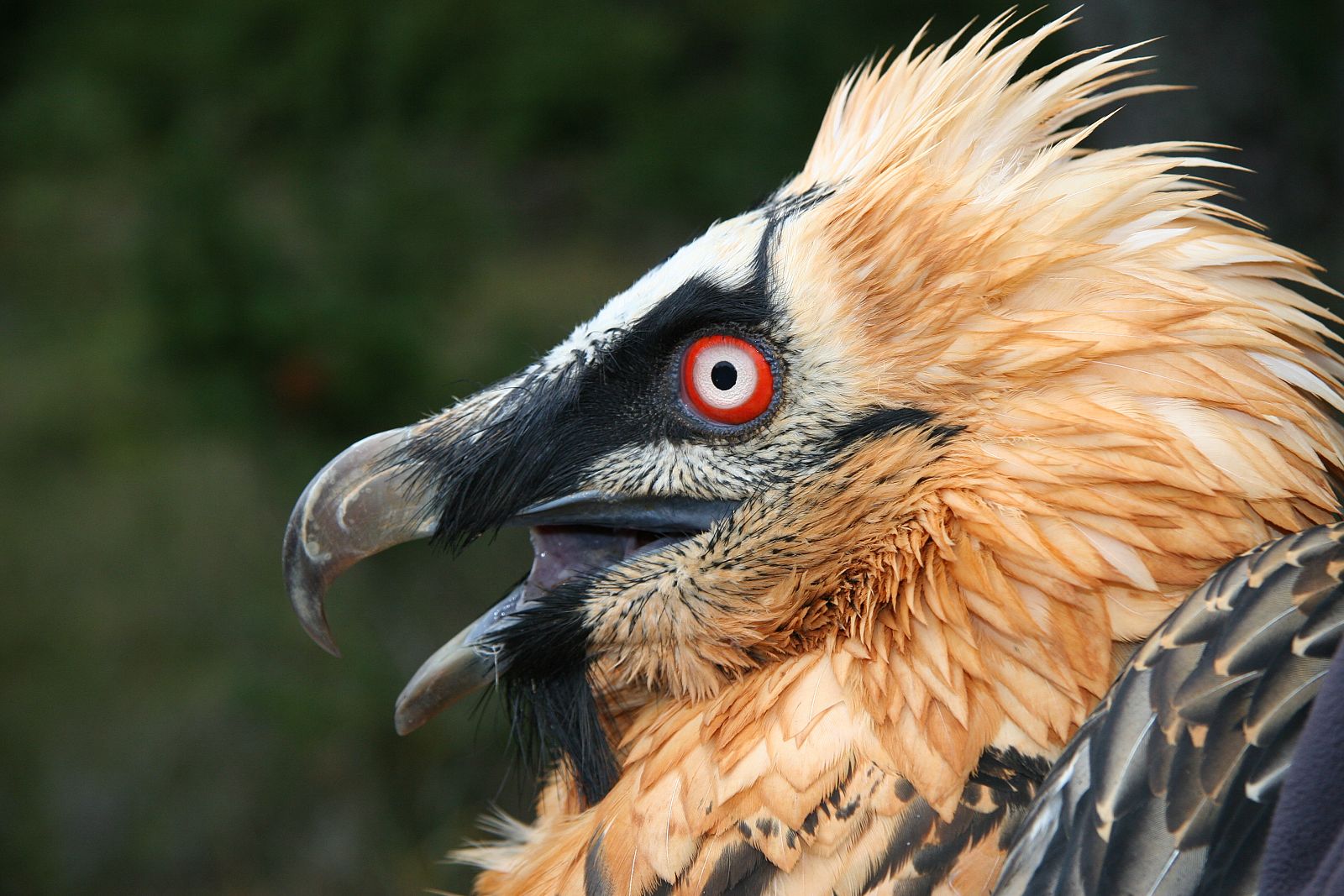 los-cadaveres-de-ganado-esenciales-para-la-supervivencia-de-los-buitres