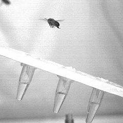 Cámaras de alta velocidad revelan el secreto del aterrizaje de las abejas