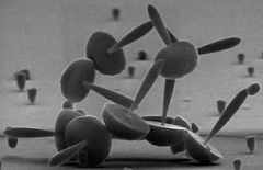 "Nanochampiñones" de cobalto y endofitos con forma de pasteles, premios Fotciencia09