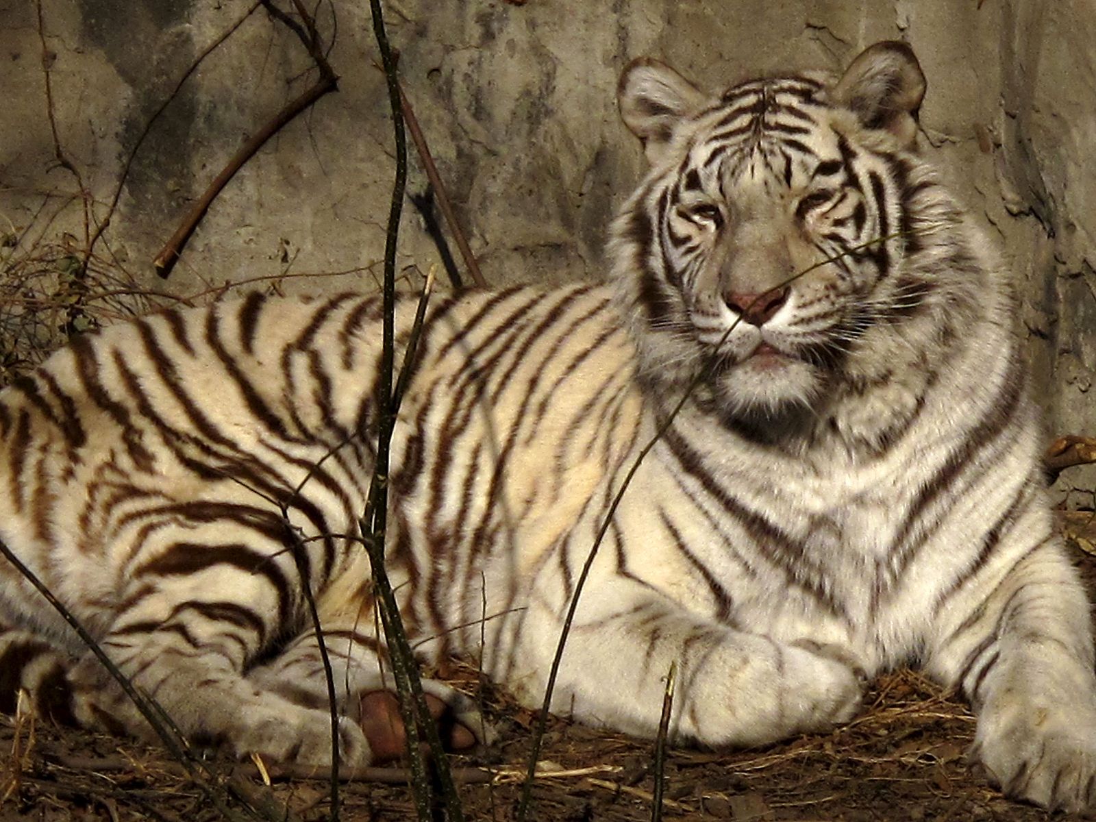 Tigre de bengala en el parque zoológico de Pekín