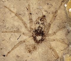 Una araña de 165 millones de años