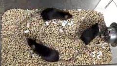 El ratón con un hígado humano