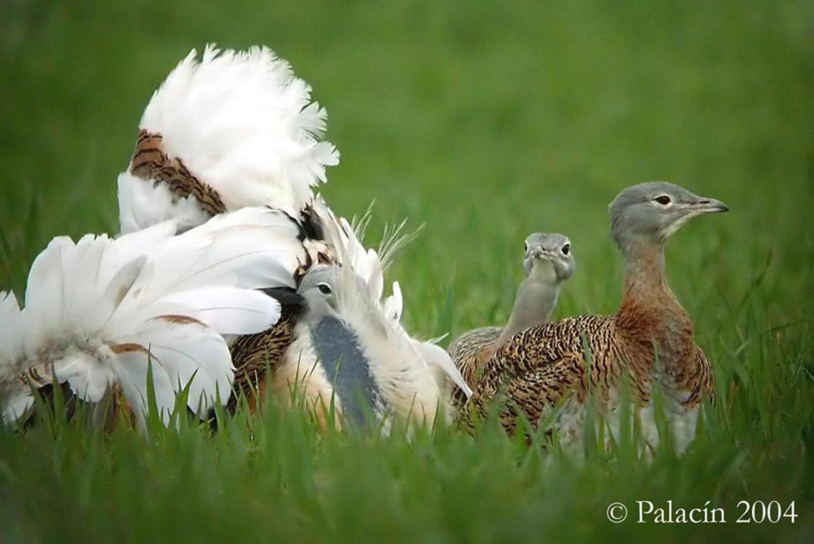 rueda-con-dos-hembras-public-copia