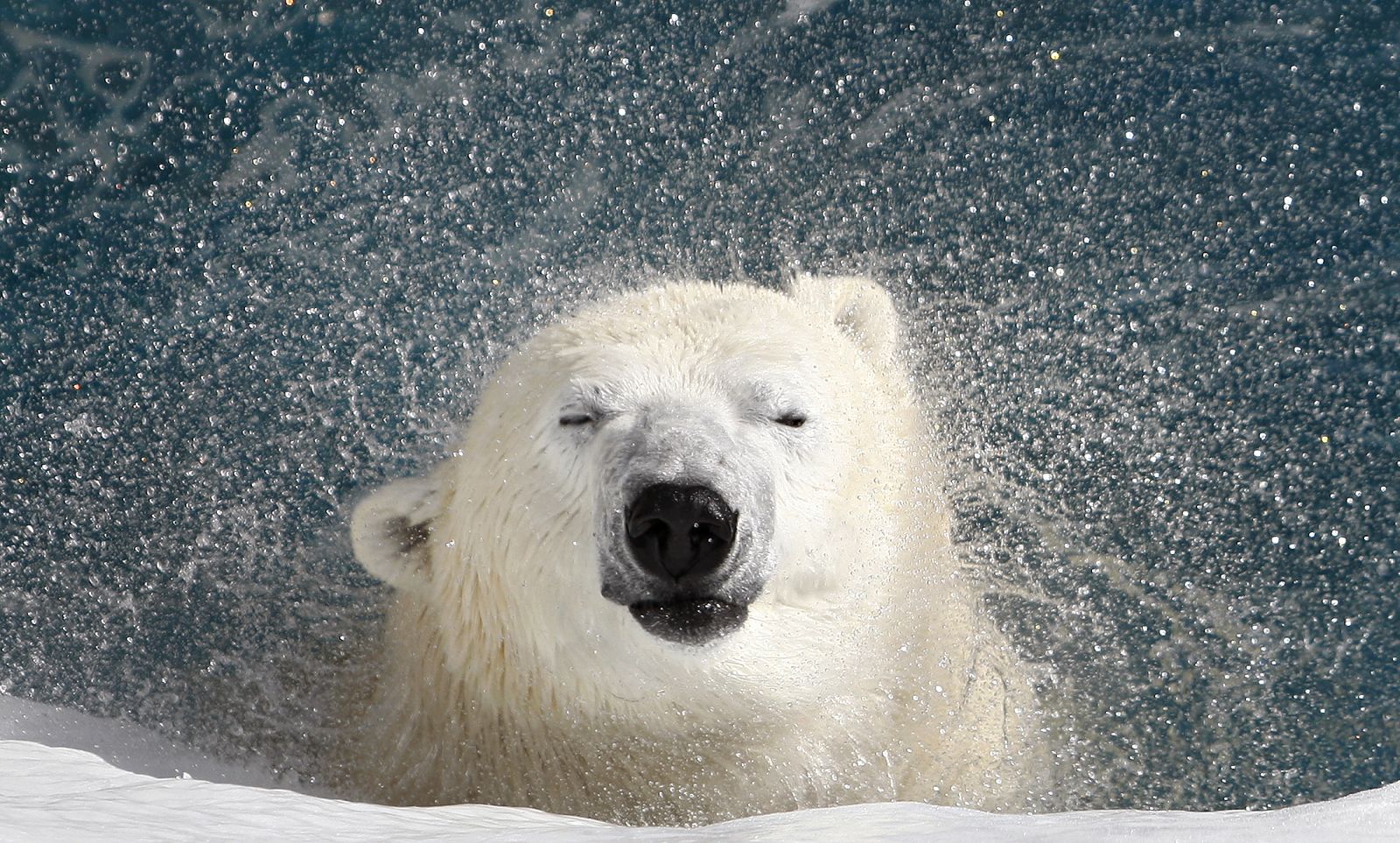 A polar bear shakes his body to remove water at the St. Felicien Wildlife Zoo in St. Felicien