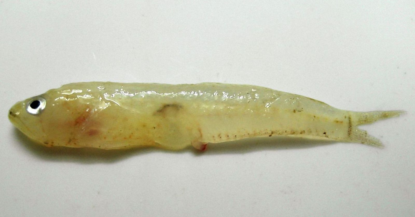 Más peces subtropicales en el Mediterráneo