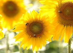 Cara y cruz de una primavera muy deseada