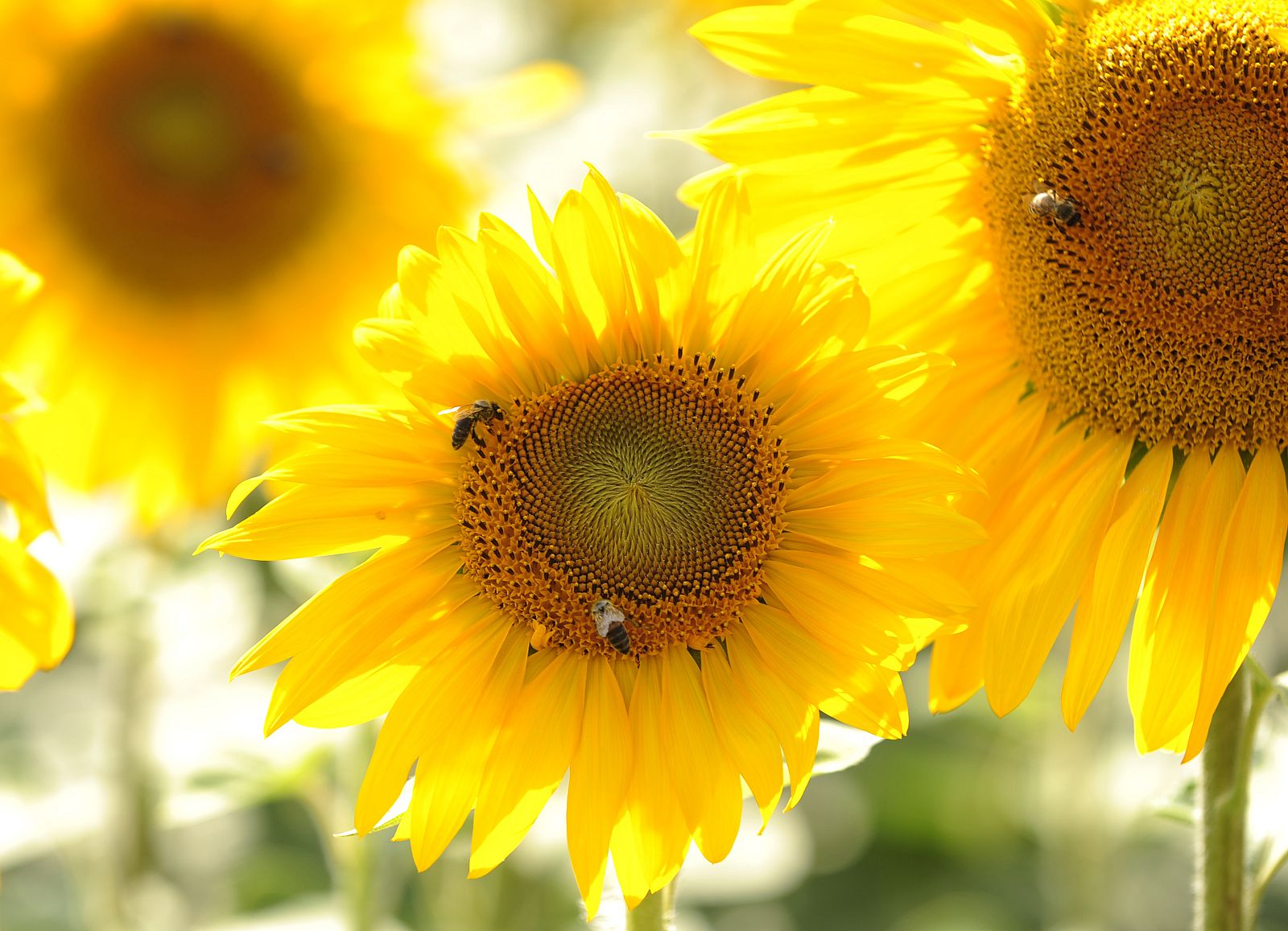 A bee lands on a sunflower to gather pollen near Stip