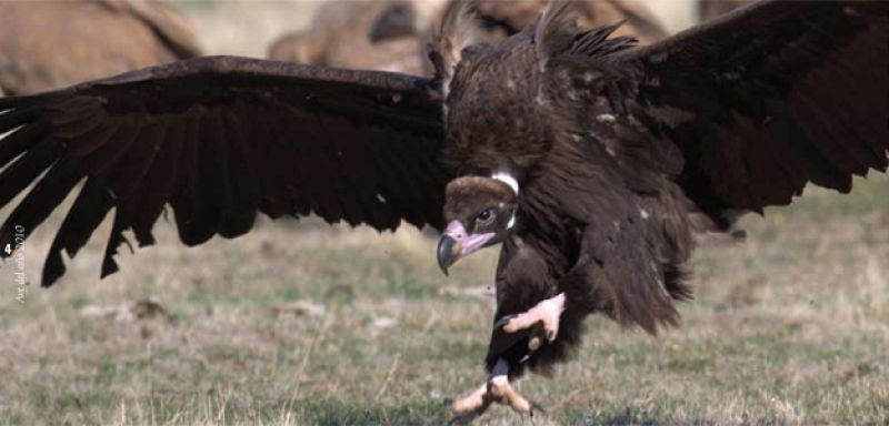 100 parejas de buitres negros, cifra histórica en la sierra madrileña