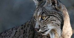 La Junta de Andalucía acepta una herencia millonaria destinada a la conservación del lince