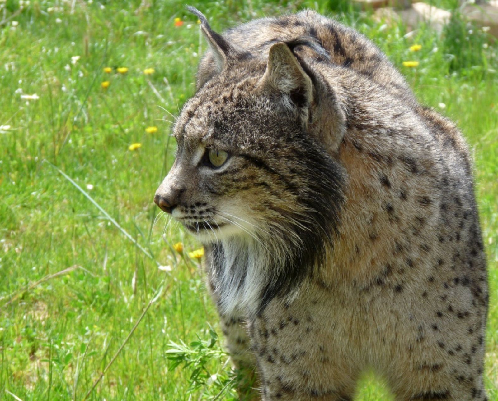 'Camarina'  cazando un conejo