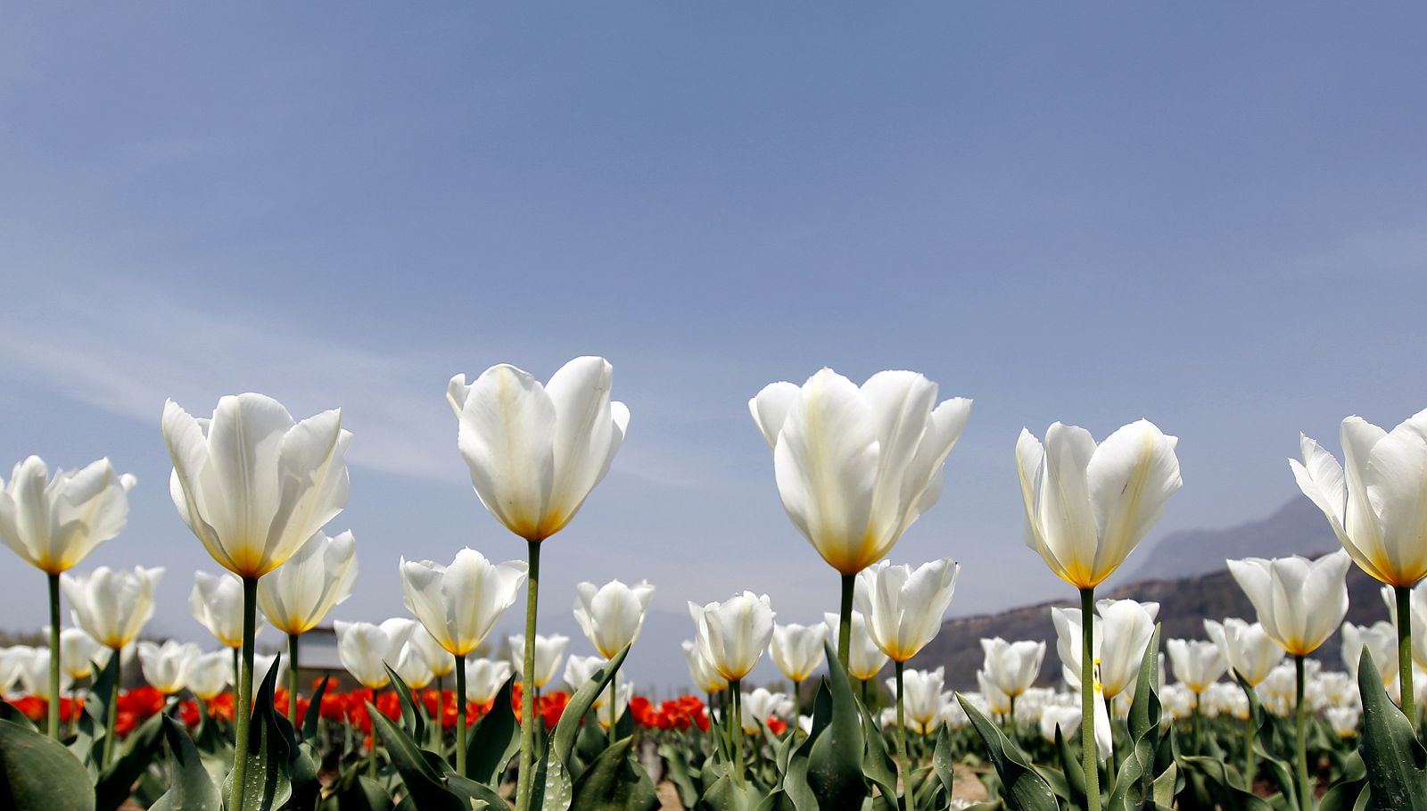 Tulips are seen in full bloom inside Kashmir's tulip garden in Srinagar