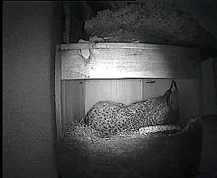 Nacen los dos primeros linces portugueses en cautividad