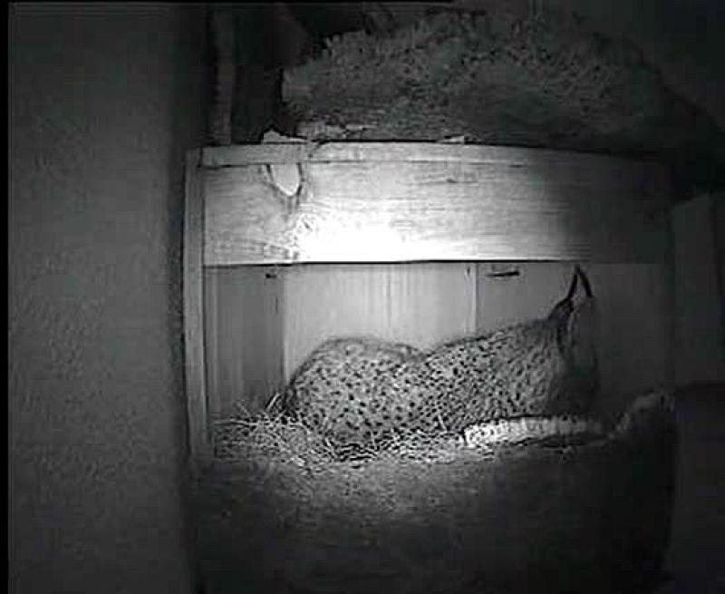 Nacen los dos primeros linces portugueses en cautividad