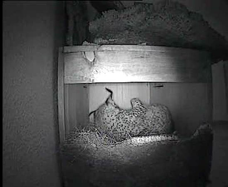 Muere uno de los primeros cachorros de lince ibérico nacidos en cautividad en Portugal