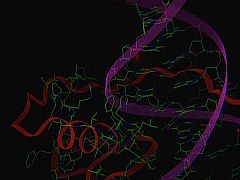 Investigadores españoles identifican las primeras mutaciones genéticas de la leucemia linfática