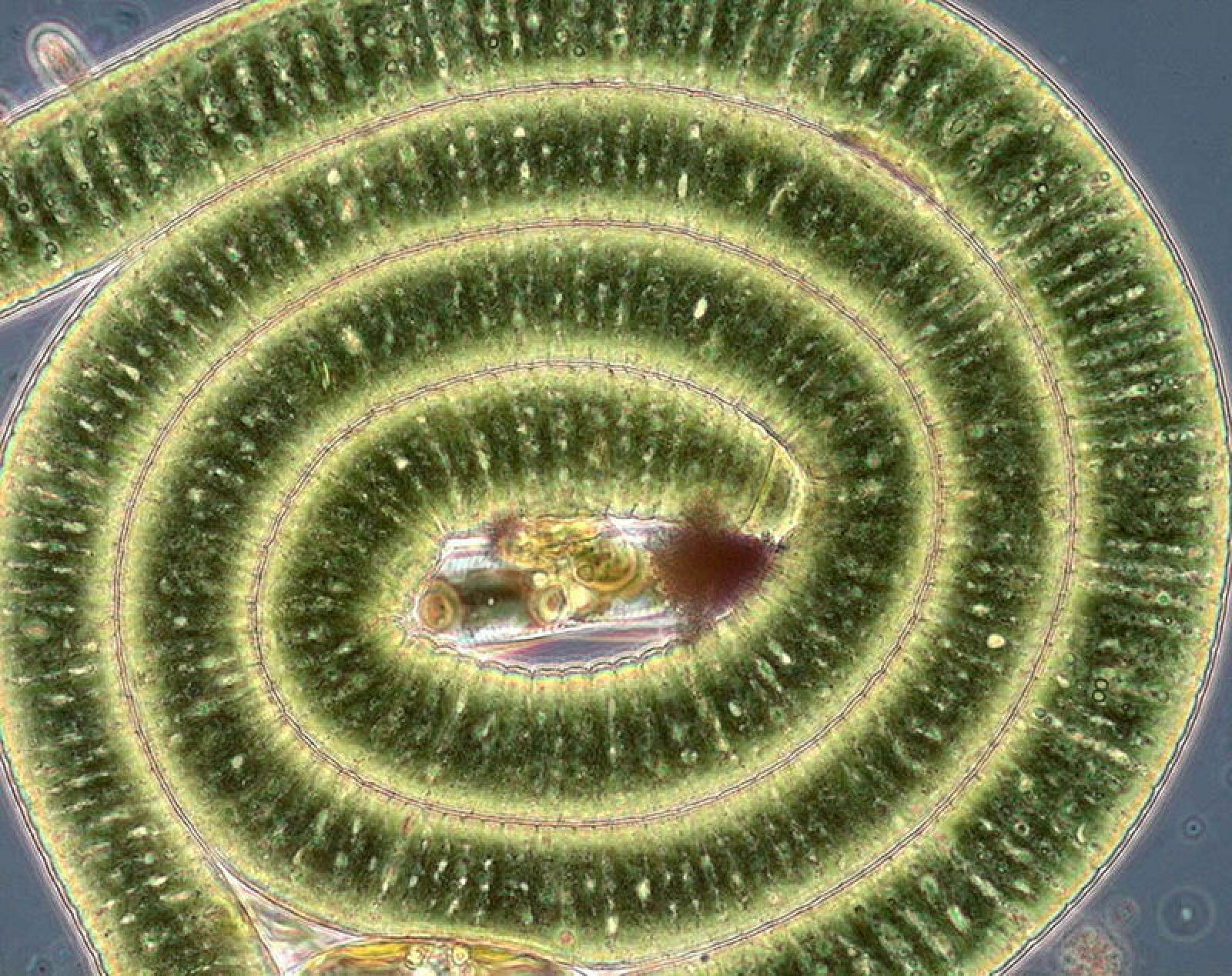 La Lyngbya, una alga (cyanobacterium) verde azulada
